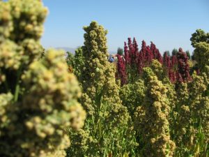 quinoa