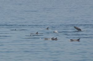 Avistan dos grupos de calderones grises esta mañana en La Herradura y en Playa Changa.