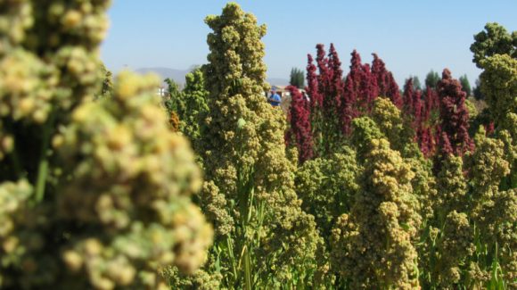 Invitación CEAZA: Mostrarán beneficios nutricionales y ventajas agrícolas del cultivo de Quínoa en jornadas abiertas al público