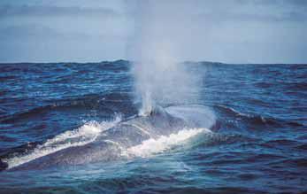 Por medio de proyecto CONICYT y con premio otorgado por ASL Environmental Science:  CEAZA aporta al estudio de la distribución espacial de ballenas y del kril en el sector de Isla Chañaral