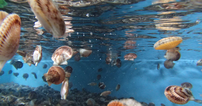 Nuevo estudio sugiere: Comunidades de organismos marinos de la costa de Coquimbo se han recuperado de alteraciones naturales pasadas y podrían recuperarse de perturbaciones humanas