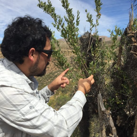 En Ovalle: Darán a conocer hallazgos científicos en materia de alimentación caprina
