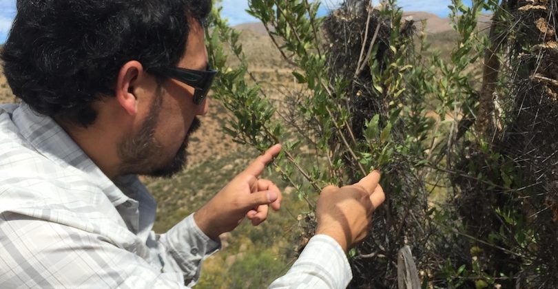 En Ovalle: Darán a conocer hallazgos científicos en materia de alimentación caprina