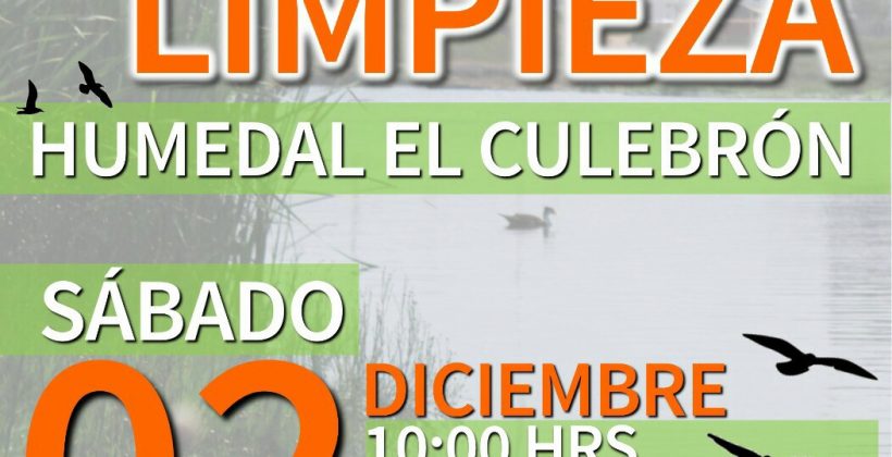 En jornada de limpieza del Humedal: Centro Científico CEAZA difundirá conocimientos sobre aves migratorias de verano en el Culebrón