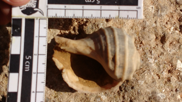 Nueva publicación científica: Antiguas extinciones masivas de caracoles marinos develan su evolución en el Pacífico Sur y su proyección en el contexto del cambio global
