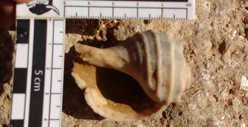 Nueva publicación científica: Antiguas extinciones masivas de caracoles marinos develan su evolución en el Pacífico Sur y su proyección en el contexto del cambio global