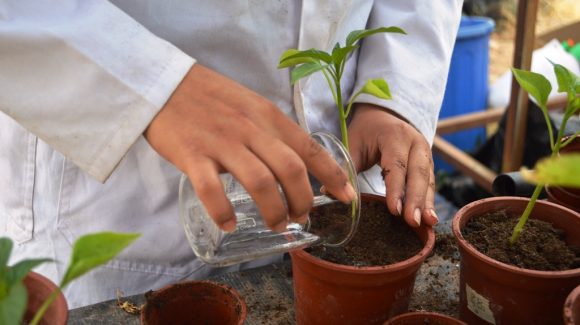 En CEAZA: Estudiantes de liceo agrícola del Valle de Elqui mejoran conocimientos en cultivo de quínoa y procedimientos de laboratorio