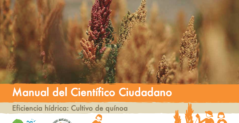 “Eficiencia hídrica: cultivo de quínoa”