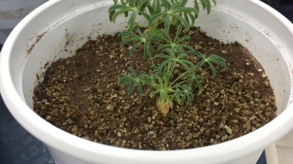 En colaboración científica internacional:	Intentan comprender mecanismos de tolerancia de las plantas a metales pesados
