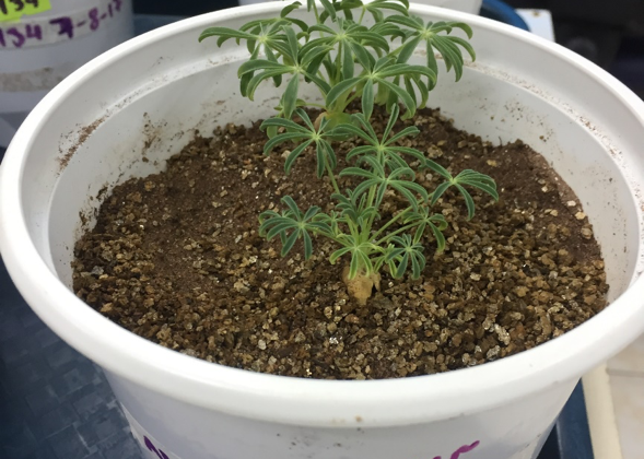 En colaboración científica internacional:	Intentan comprender mecanismos de tolerancia de las plantas a metales pesados
