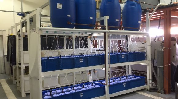 CEAZA colabora en implementación de mesocosmos para estudiar consecuencias del cambio climático en el sur de Argentina