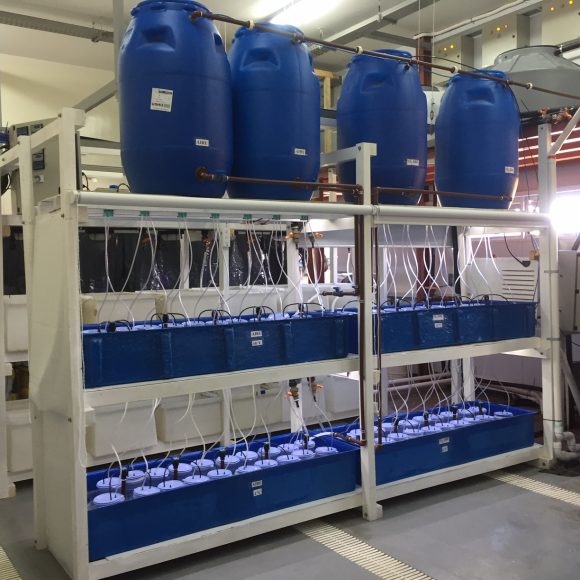 CEAZA colabora en implementación de mesocosmos para estudiar consecuencias del cambio climático en el sur de Argentina
