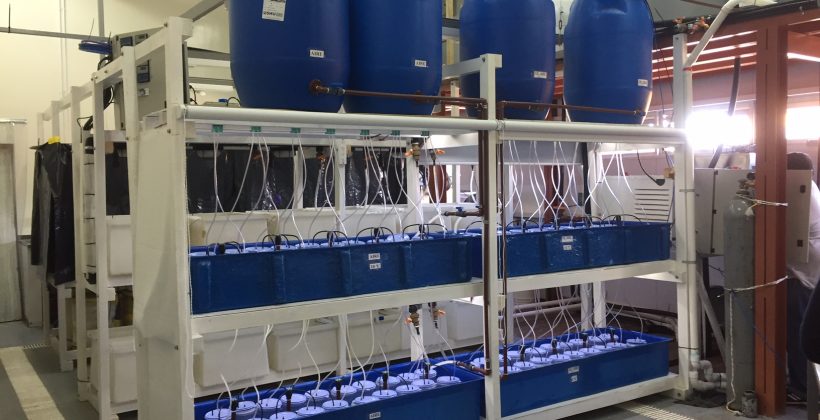 CEAZA colabora en implementación de mesocosmos para estudiar consecuencias del cambio climático en el sur de Argentina
