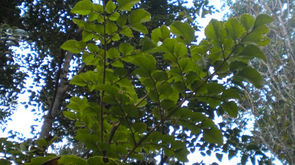 Algunas plantas se aclimatarían a diversas condiciones de luz para mantener su proceso fotosintético