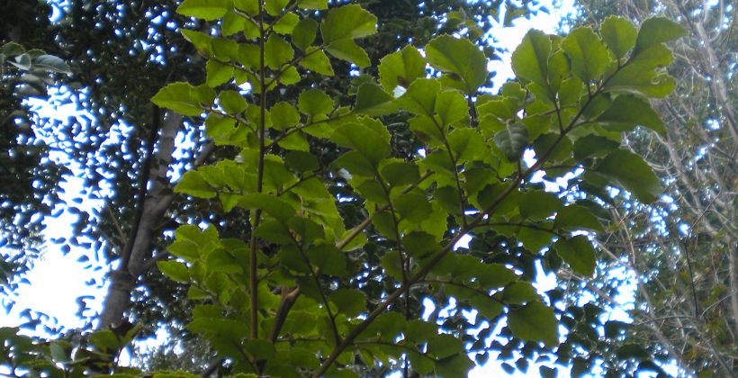 Algunas plantas se aclimatarían a diversas condiciones de luz para mantener su proceso fotosintético