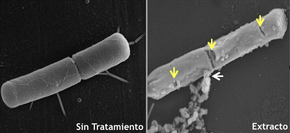Identifican cinco compuestos vegetales antibióticos con potencial en enfermedades de peces
