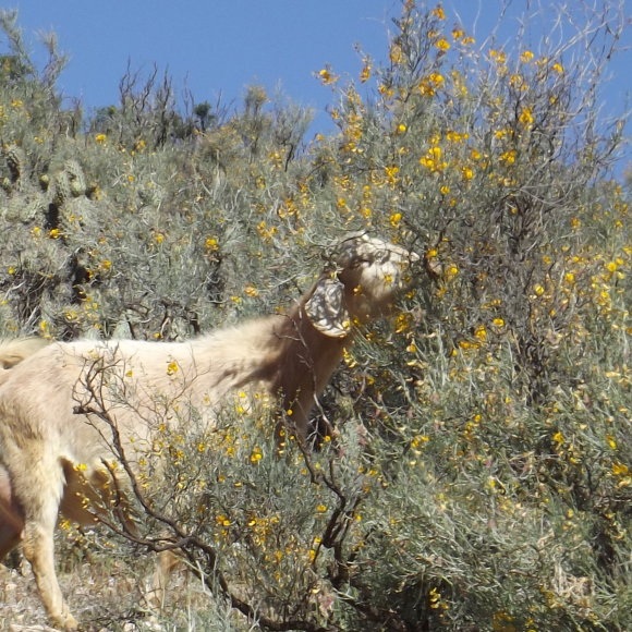 Estudio FIC-CEAZA: Un máximo de 300 mil cabezas de ganado caprino podría alimentar el forraje natural de la Región de Coquimbo