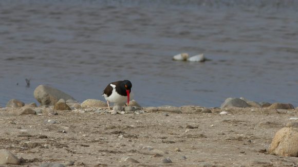 CEAZA participa en el Plan de Manejo de los humedales de Tongoy