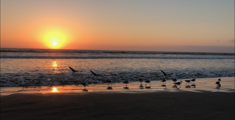 Eclipse generaría efectos sobre aves y otros organismos