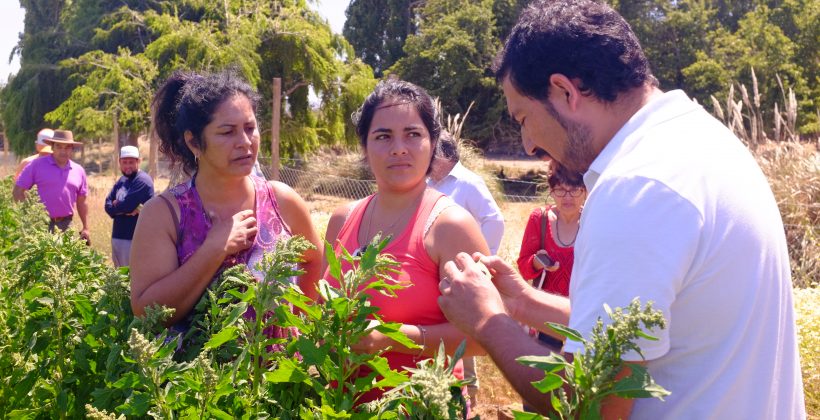 Cultivo de quínoa de comunidad agrícola presenta positivos avances