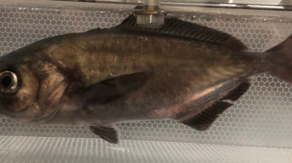Research on palm ruff fish  Chilean and American scientists collaborate on diversification of aquaculture in Coquimbo Region, Chile