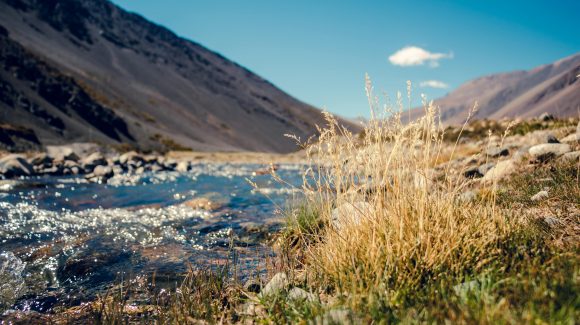 Vegetación de riberas contribuye a descontaminación y conservación del recurso hídrico