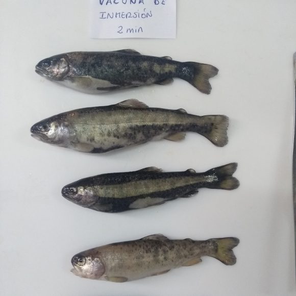 Red de investigadores chileno-peruana  Desarrollarán antibiótico natural para enfermedades de peces en Perú y Chile