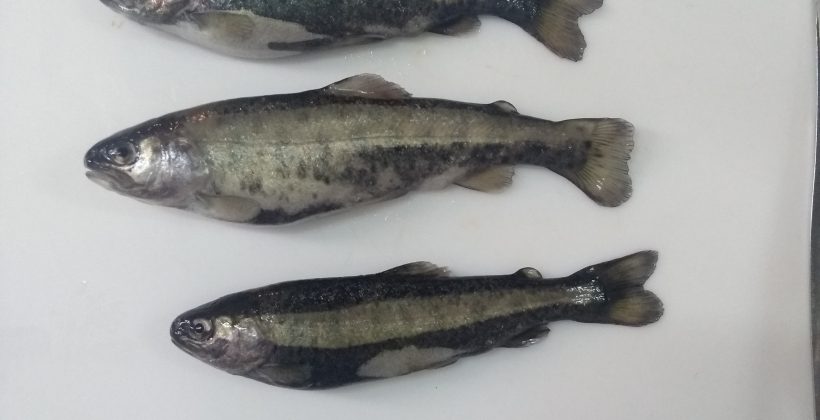 Red de investigadores chileno-peruana  Desarrollarán antibiótico natural para enfermedades de peces en Perú y Chile