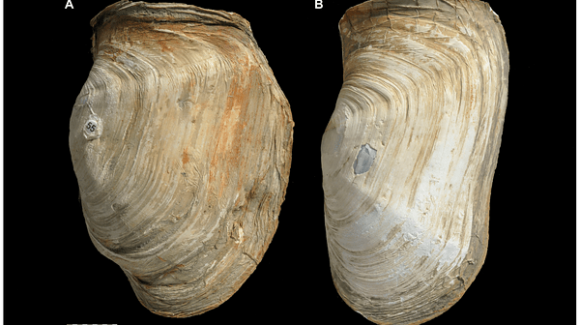 Establecerán riesgo de extinción de invertebrados marinos antárticos