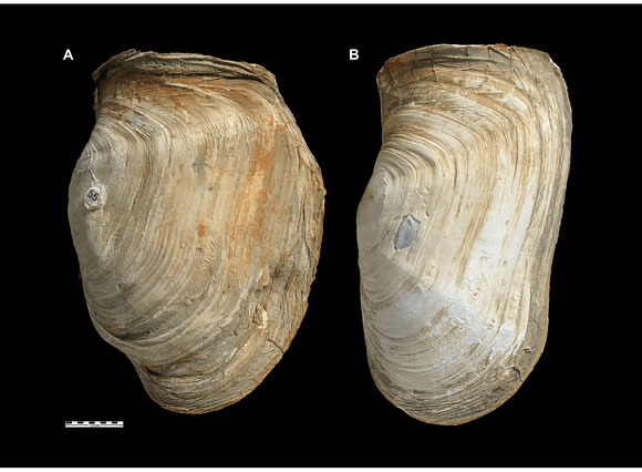 Establecerán riesgo de extinción de invertebrados marinos antárticos
