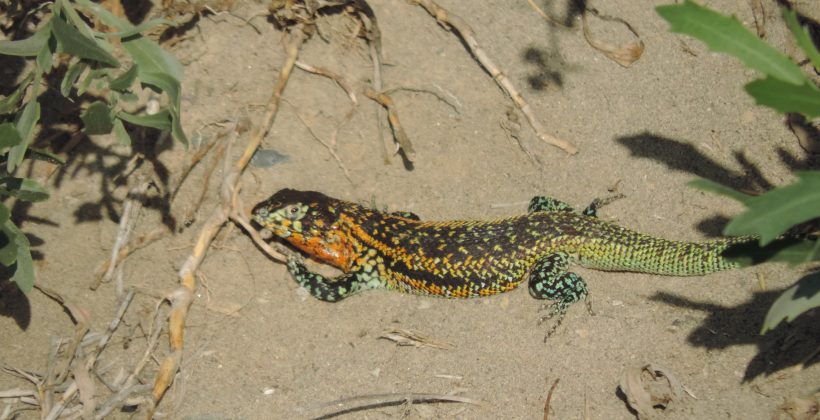 Lagarto que habita playa Changa de Coquimbo sobrevive a pesar de la alta urbanización
