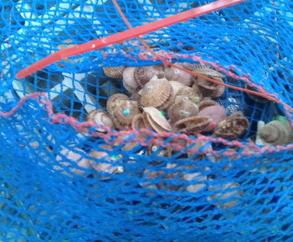 Surgencia en Tongoy: Procesos oceanográficos aportan alimento y arriesgan la supervivencia del ostión