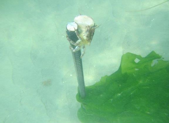 Global ensayo “BiteMap”: Cambio de temperatura en el mar modificaría la diversidad de depredadores y su comportamiento alimenticio Global ensayo “BiteMap”: Cambio de temperatura en el mar modificaría la diversidad de depredadores y su comportamiento alimenticio