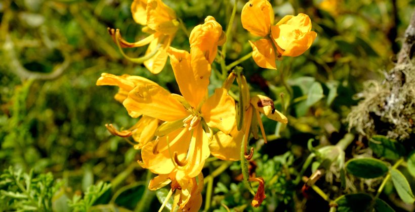 Científicos trabajan en la identificación de plantas “atrapanieblas” Científicos trabajan en la identificación de plantas “atrapanieblas”