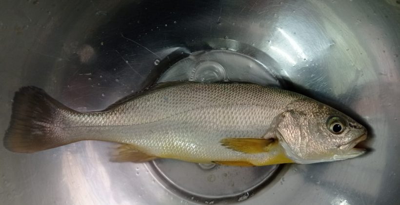 Proyecto FIC de la UCN, con apoyo CEAZA: Utilizarán descartes de la industria acuícola para producción de alimento de peces Proyecto FIC de la UCN, con apoyo CEAZA: Utilizarán descartes de la industria acuícola para producción de alimento de peces