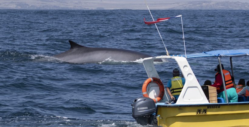 ¿Qué podemos aprender de la caca de las ballenas?