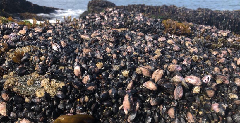 Investigación aborda efectos de estresores ambientales en especie marina