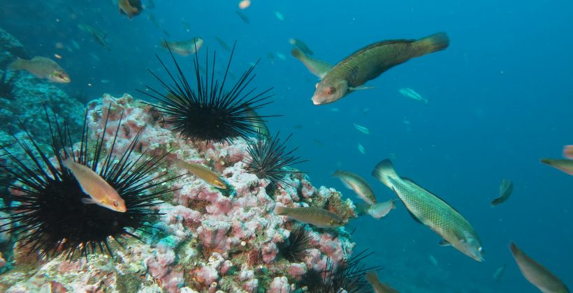 Rapa Nui, Salas y Gómez/Juan Fernández, Desventuradas: Plantean cambios en la conectividad entre territorios insulares como consecuencia del cambio climático