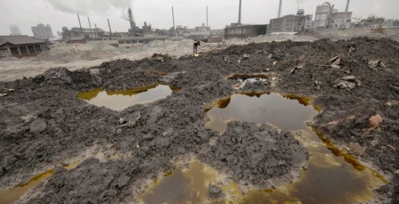 A través de plantas leguminosas: Bacterias del suelo reducirían riesgo de contaminación por metales pesados