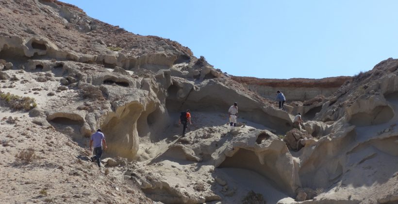 Científicos analizan fósil de tiburón sierra que habría habitado en las costas de Chile