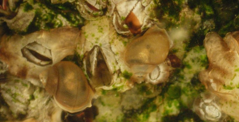 Nuevo estudio confirma efectos negativos de luz artificial en organismos marinos