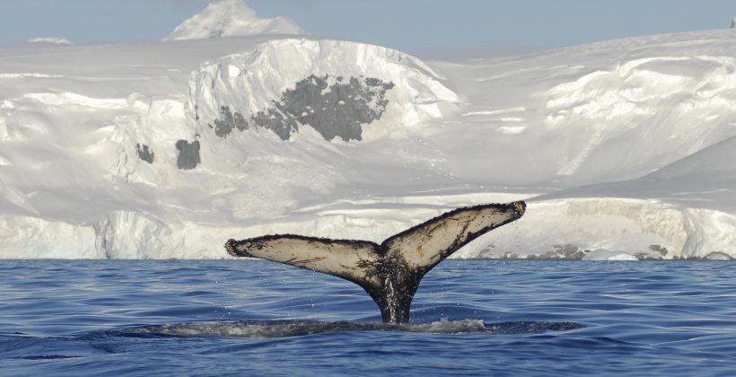 Análisis genético permite conocer más acerca de la migración de la ballena jorobada