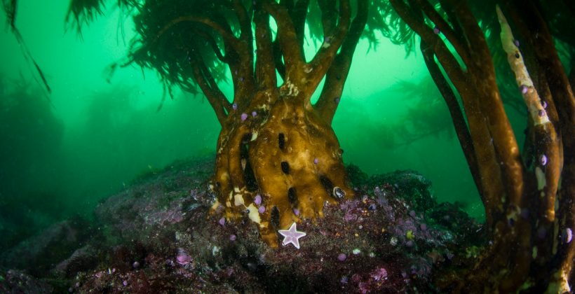 Investigación recomienda restringir la extracción del “huiro palo” en el contexto del cambio climático