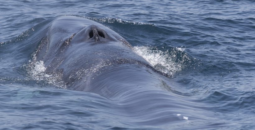 Una sola subespecie: Nuevo hallazgo sobre ballenas del hemisferio sur permitirá apoyar su conservación