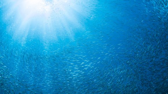¿Cómo afecta el cambio climático a los peces?