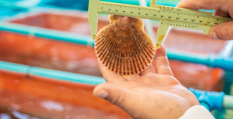 Crecimiento excesivo de picorocos afecta industria del ostión de Tongoy