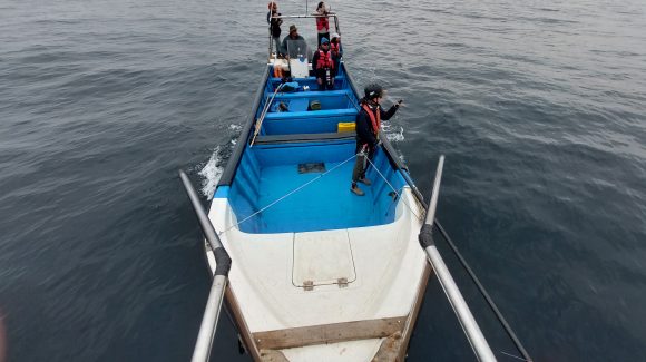 Científicos conocen más sobre la vida secreta de las ballenas en el Archipiélago de Humboldt