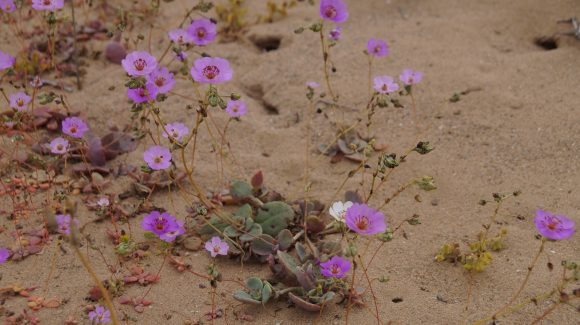 CEAZA entrega información sobre uso de plantas nativas como oportunidad de crear jardines sustentables en La Serena