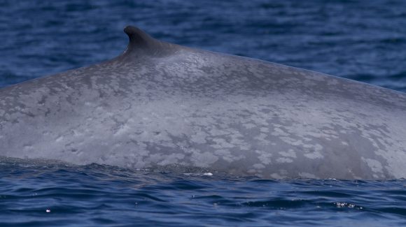 Investigación detectó la presencia de la ballena azul chilena frente a islas de Georgia del Sur
