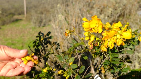 Comunidad agrícola conoce parcela experimental de plantas que captan el agua de la niebla